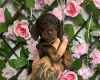 Dachshund (Miniature Smooth Haired)