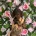 Dachshund (Miniature Smooth Haired)