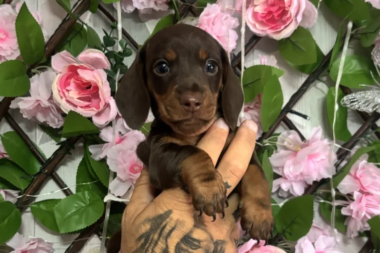Dachshund (Miniature Smooth Haired)