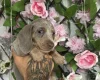 Dachshund (Miniature Smooth Haired)