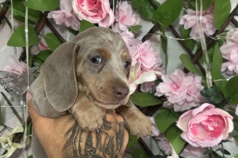 Dachshund (Miniature Smooth Haired)