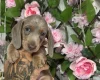 Dachshund (Miniature Smooth Haired)