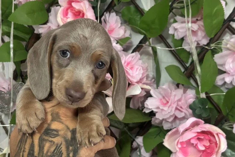 Dachshund (Miniature Smooth Haired)
