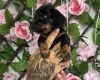 Dachshund (Miniature Smooth Haired)