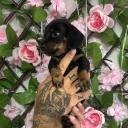 Dachshund (Miniature Smooth Haired)