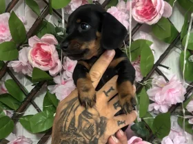 Dachshund (Miniature Smooth Haired)