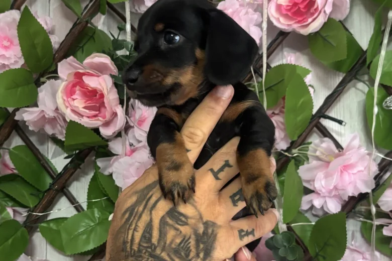 Dachshund (Miniature Smooth Haired)