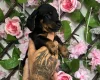 Dachshund (Miniature Smooth Haired)