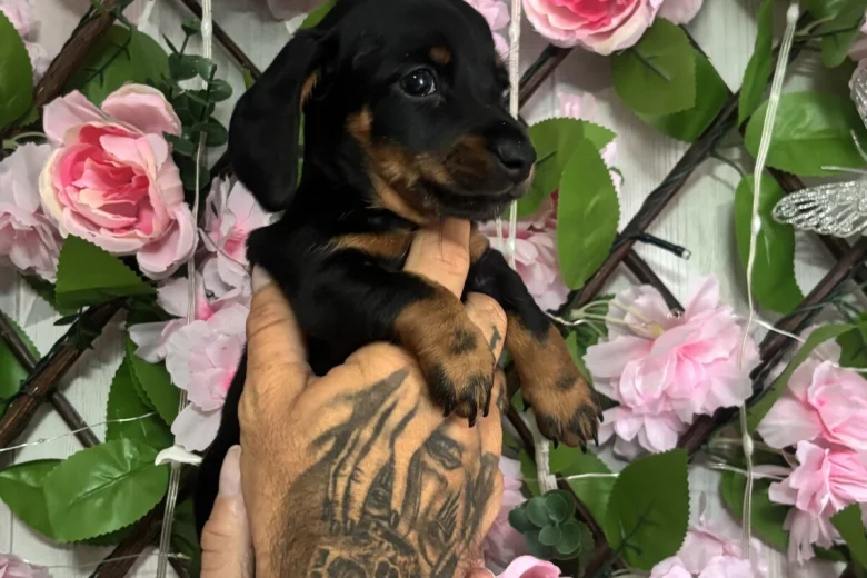 Dachshund (Miniature Smooth Haired)