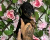 Dachshund (Miniature Smooth Haired)