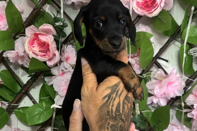 Dachshund (Miniature Smooth Haired)