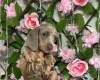 Dachshund (Miniature Smooth Haired)