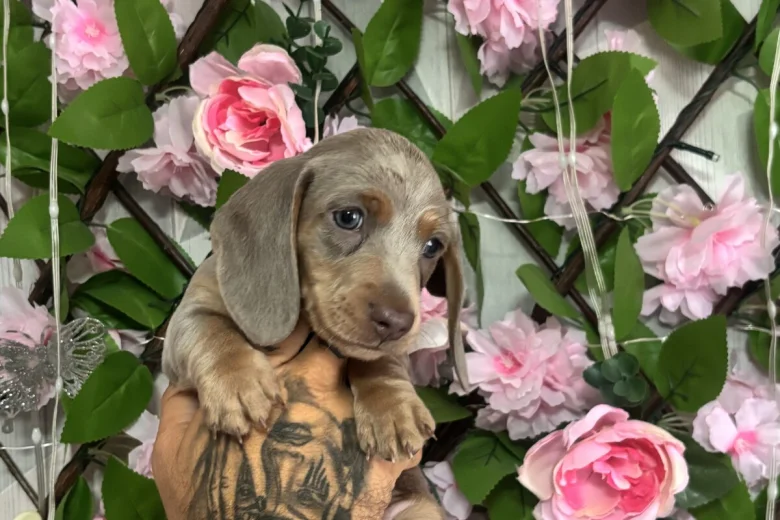 Dachshund (Miniature Smooth Haired)