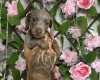 Dachshund (Miniature Smooth Haired)