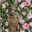 Dachshund (Miniature Smooth Haired)