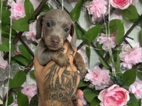 Dachshund (Miniature Smooth Haired)