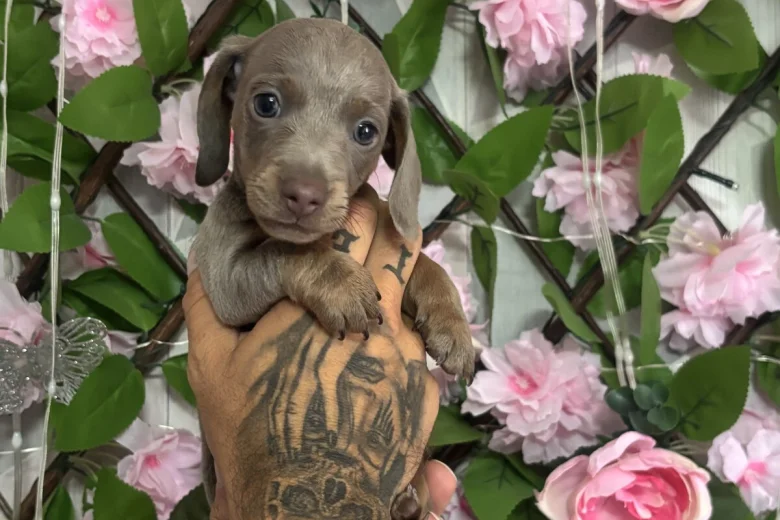 Dachshund (Miniature Smooth Haired)