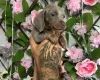 Dachshund (Miniature Smooth Haired)