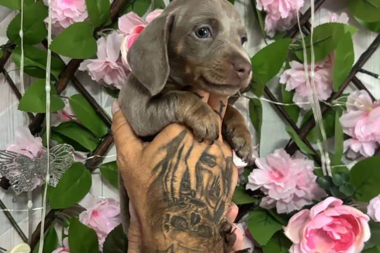 Dachshund (Miniature Smooth Haired)