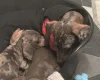 Dachshund (Smooth Haired)