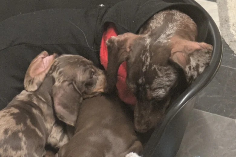 Dachshund (Smooth Haired)