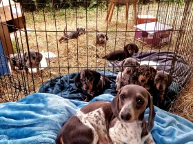 Dachshund (Miniature Smooth Haired)
