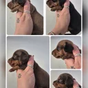 Dachshund (Miniature Smooth Haired)