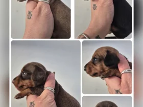 Dachshund (Miniature Smooth Haired)