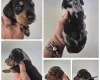 Dachshund (Miniature Smooth Haired)
