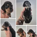 Dachshund (Miniature Smooth Haired)