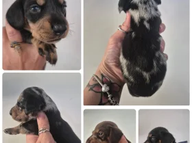 Dachshund (Miniature Smooth Haired)