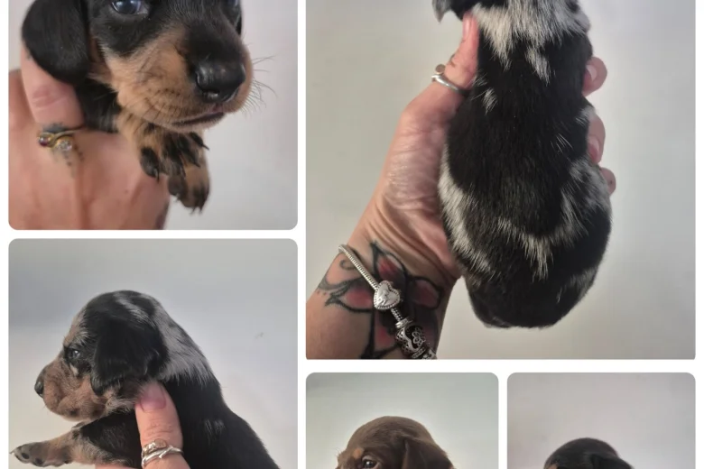 Dachshund (Miniature Smooth Haired)
