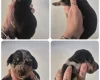 Dachshund (Miniature Smooth Haired)