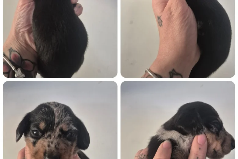 Dachshund (Miniature Smooth Haired)
