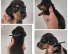 Dachshund (Miniature Smooth Haired)