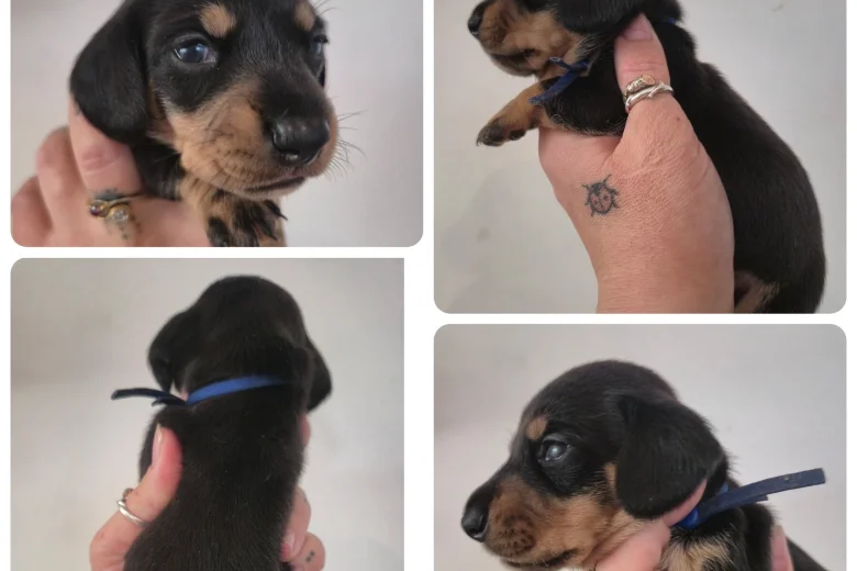 Dachshund (Miniature Smooth Haired)