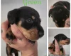 Dachshund (Miniature Smooth Haired)