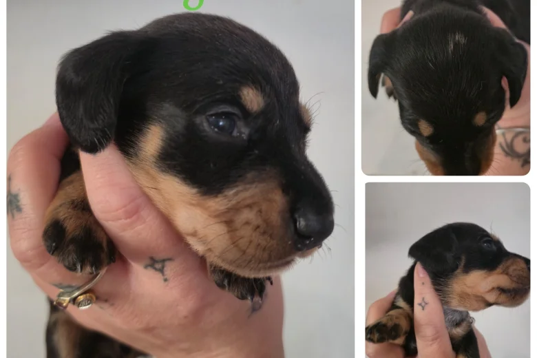 Dachshund (Miniature Smooth Haired)