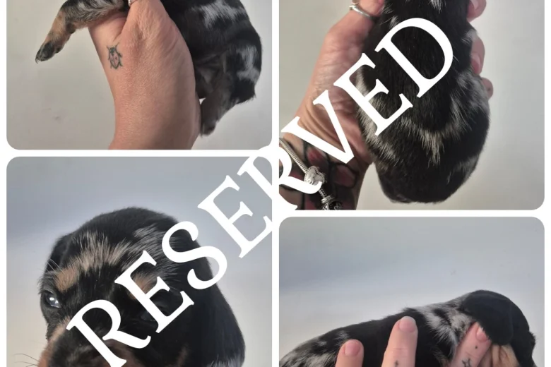 Dachshund (Miniature Smooth Haired)