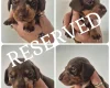 Dachshund (Miniature Smooth Haired)