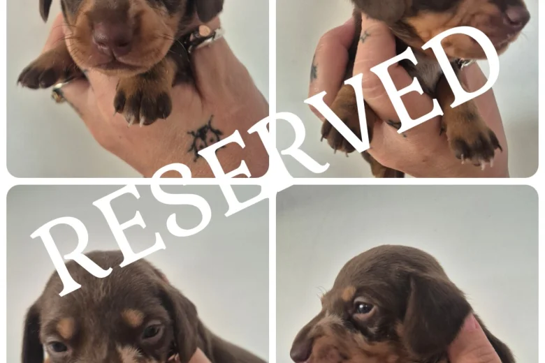 Dachshund (Miniature Smooth Haired)