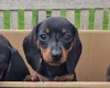 Dachshund (Miniature Smooth Haired)