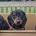 Dachshund (Miniature Smooth Haired)