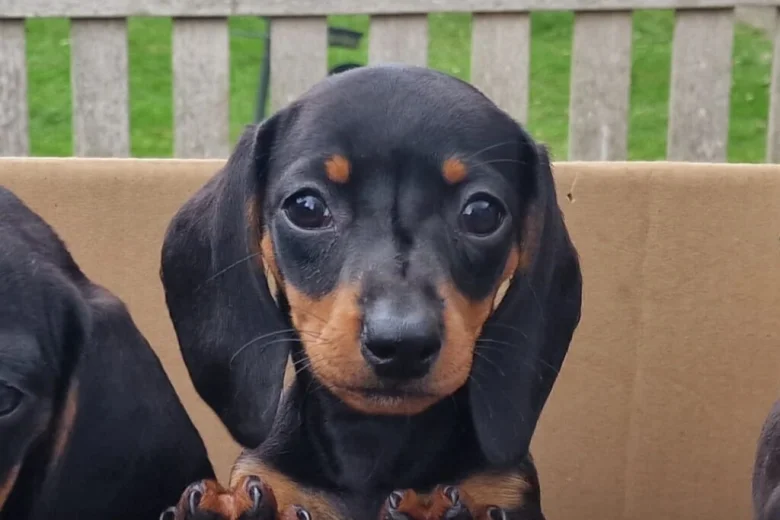 Dachshund (Miniature Smooth Haired)