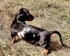 Dachshund (Miniature Smooth Haired)