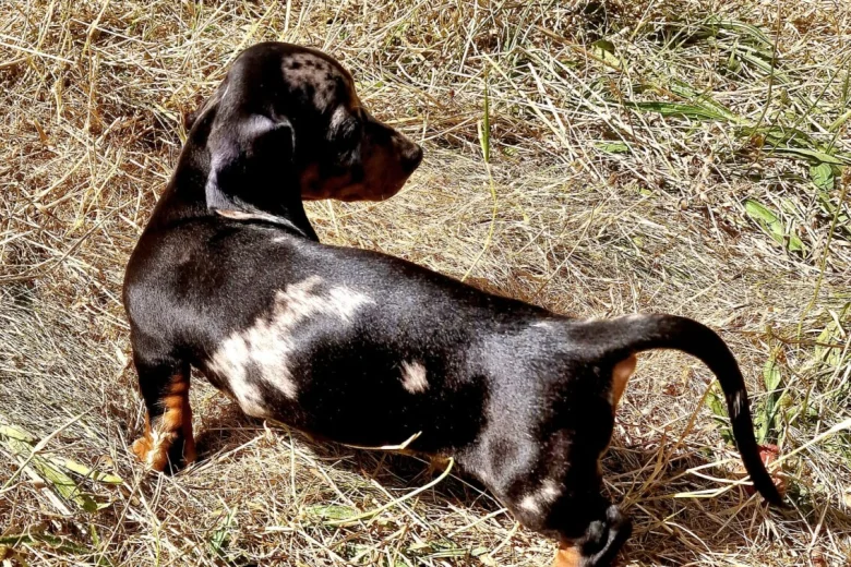 Dachshund (Miniature Smooth Haired)