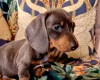 Dachshund (Miniature Smooth Haired)