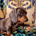 Dachshund (Miniature Smooth Haired)