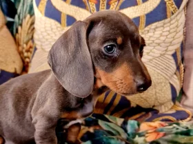 Dachshund (Miniature Smooth Haired)