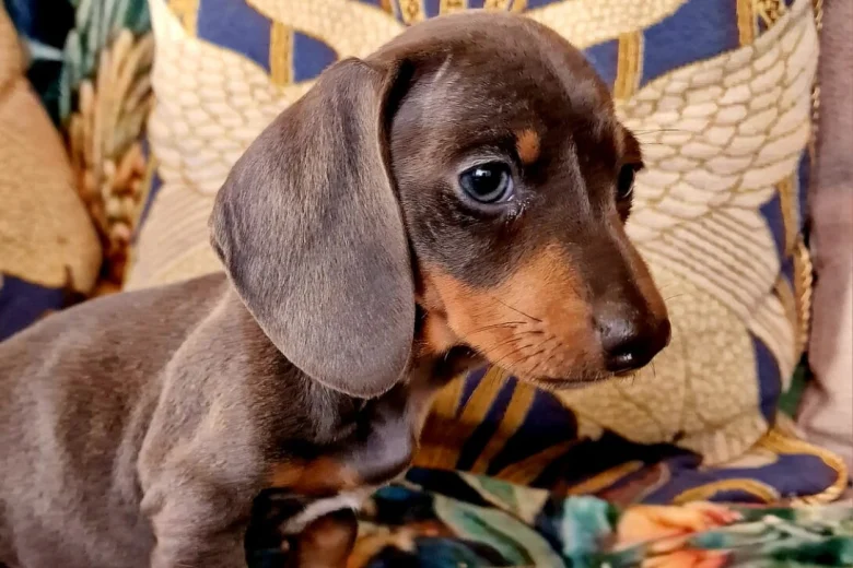 Dachshund (Miniature Smooth Haired)